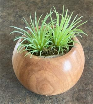 wooden bowl with succulent