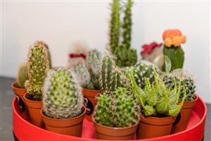 a collection of mini cacti plants