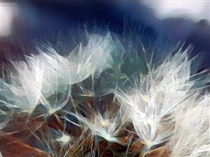 oil painting of milkweed seeds